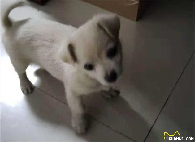 邻居捡到只拉布拉多犬，抱着它四周炫耀，没两天小家伙又出现在街头