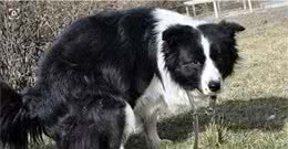 “教你如何解决狗狗排便问题”重要的事情讲三遍！