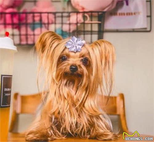 博美犬、约克夏、比熊犬等小型犬，聪明又漂亮，你最喜欢哪一种