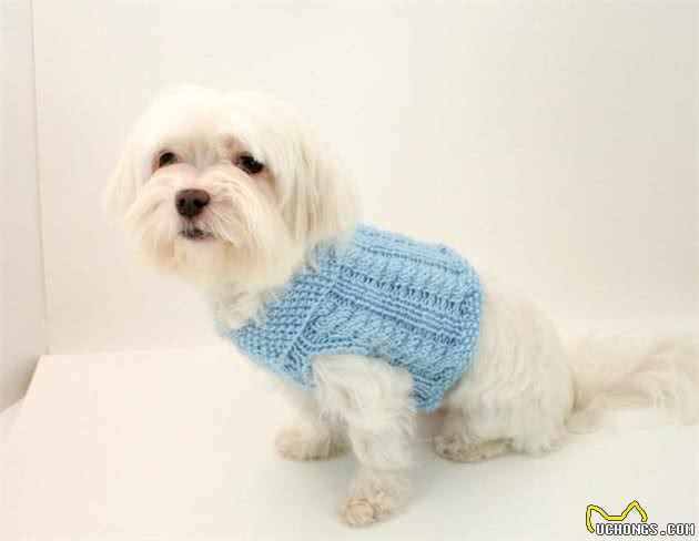 狗狗冬季穿什么衣服保暖？