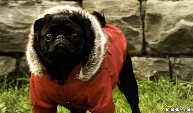 狗狗冬季穿什么衣服保暖？