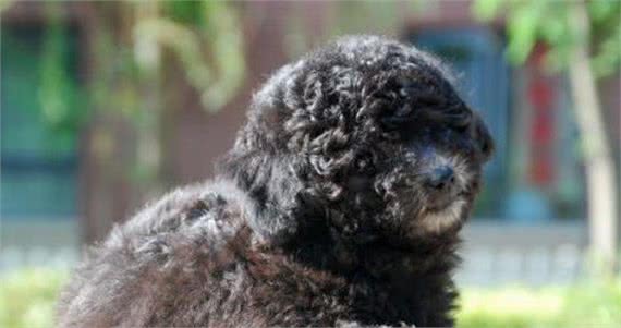 赛级泰迪犬什么意思？今天就来完全搞懂