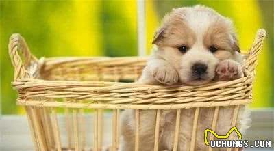 狗狗常见喂食的误区，你有犯过吗？