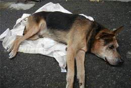 老年犬身体不好也要运动，为了狗狗健康，带你了解5种适合的运动