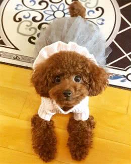 家养不容易掉毛的小型犬