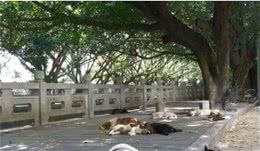 流浪狗频频晒伤中暑，对于它们请多一点关爱！