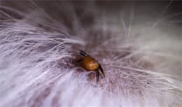 狗狗怎么做疫苗和驱虫？