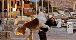 狗狗常见的6大坏习惯，你家有没有？网友：我中枪了