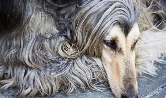 拉风的阿富汗犬为什么被禁养？有三个原因，第三个最尴尬
