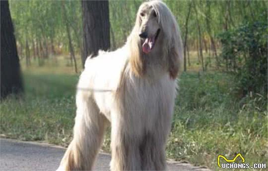 拉风的阿富汗犬为什么被禁养？有三个原因，第三个最尴尬