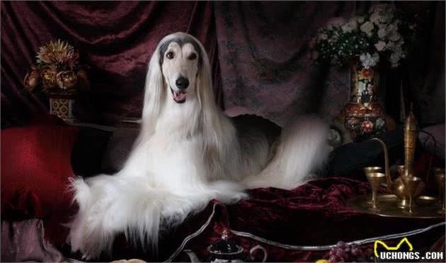 拉风的阿富汗犬为什么被禁养？有三个原因，第三个最尴尬