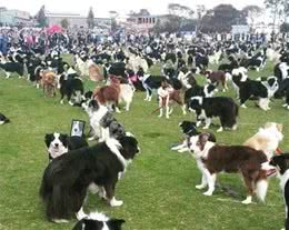 边牧犬究竟有多优秀：500只凑一起丝毫不乱，自觉排排坐训练有素