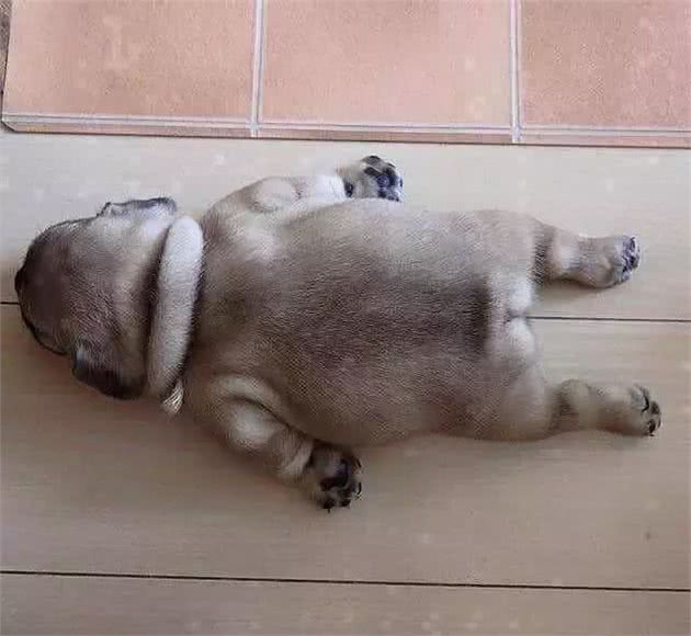法斗犬这口青春饭，任谁看了都按捺不住！