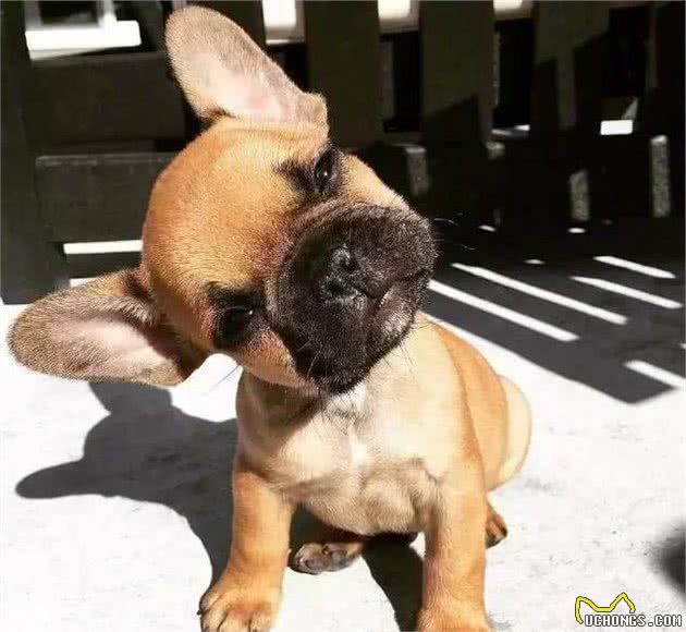 法斗犬这口青春饭，任谁看了都按捺不住！