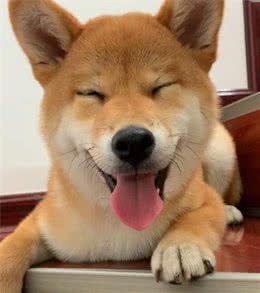 狗子能记住自己名字吗，如何让狗子记住自己名字，听见名字就过来