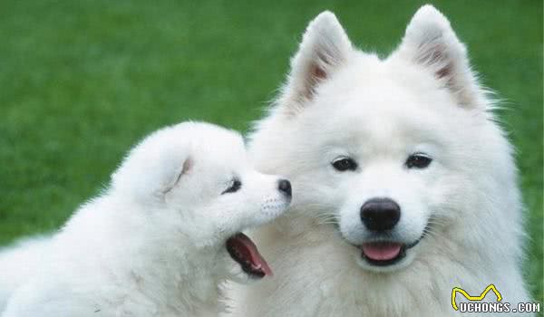 银狐犬和萨摩耶的区别是什么，没想到它们竟有这层关系
