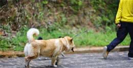 狗狗去世之后，为什么不能够埋？看完你就懂了