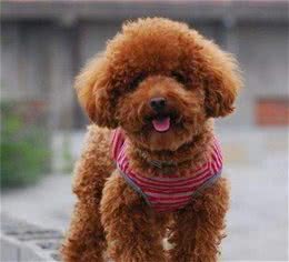 见到主人吃糖，泰迪狗狗的行为，令人笑翻了