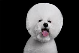 想要养好比熊犬，保持洁净是关键，多陪它玩是重点