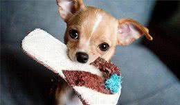 狗狗的这些坏习惯，一岁之后就非常难再改了，你家狗子有吗？