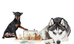 你真的了解自己的爱犬吗？养狗人士必看