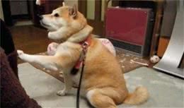 狗狗们的花式撒娇技巧，你能抵抗几种？