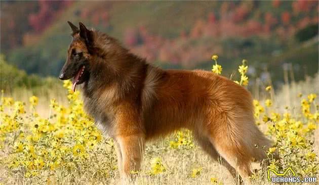 最受欢迎的5种“牧羊犬”，颜值很高还不傻，你都见过吗？