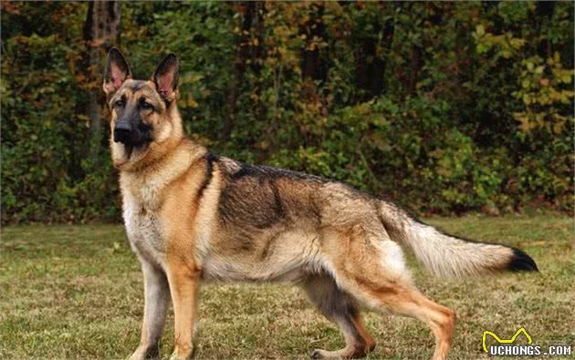 最受欢迎的5种“牧羊犬”，颜值很高还不傻，你都见过吗？
