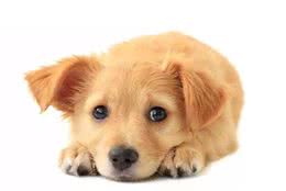 我们来聊聊，狗狗犯错该不应打？