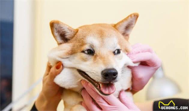 如何预防和纠正狗狗的不良的行为