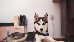 如何预防和纠正狗狗的不良的行为