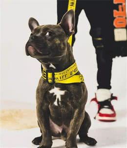 狗狗也开始玩潮流了？Gucci、Supreme、LV比你还潮