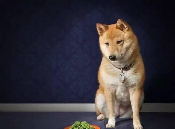 宠知识|我家狗狗突然不想吃东西了,是不是生病了?