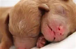 如何给幼犬喂犬粮