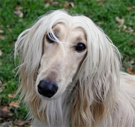 有宠福布斯：五大“最不要脸”的犬种，引领洗剪吹