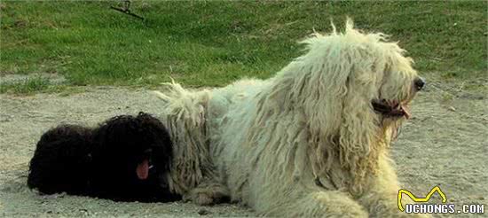 有宠福布斯：五大“最不要脸”的犬种，引领洗剪吹