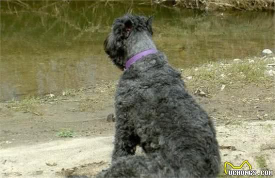 有宠福布斯：五大“最不要脸”的犬种，引领洗剪吹