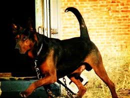 这狗能打猎能护卫可谓全能，集德牧罗威纳犬杜宾犬的优点于一身