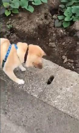 「狗散步」放狗巧遇奇怪小动物狗狗大玩真实版扑傻瓜游戏