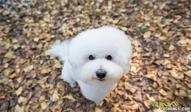 何为犬异位性皮炎，为什么你家狗狗老是皮肤瘙痒，一篇文章告诉你