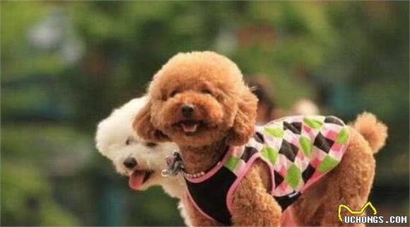 贵宾犬肛门腺多久挤一次？怎么挤？
