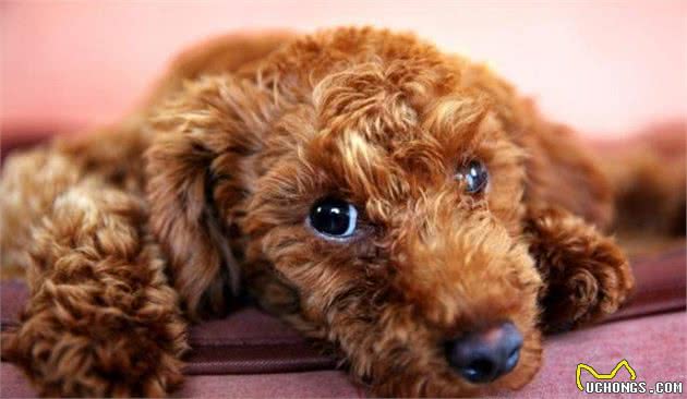 贵宾犬肛门腺多久挤一次？怎么挤？