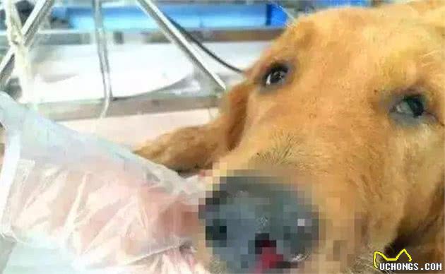 狗狗吃了这四种“禁忌食物”，第一反应就是拉稀，极可能会失去它