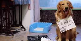 被宠坏的狗狗，会有这六种表现，你家“中枪”没？