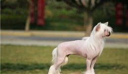 永不掉毛的三大无毛犬，能养这一种无毛犬的人简直赚翻了