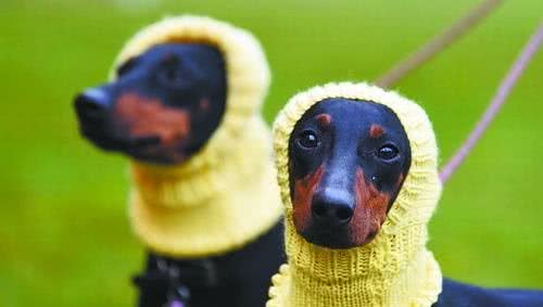 世界最大狗展落幕西高地犬夺得冠军