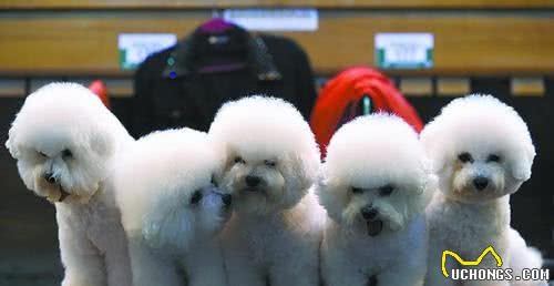 世界最大狗展落幕西高地犬夺得冠军