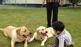 拉布拉多犬的三大特点