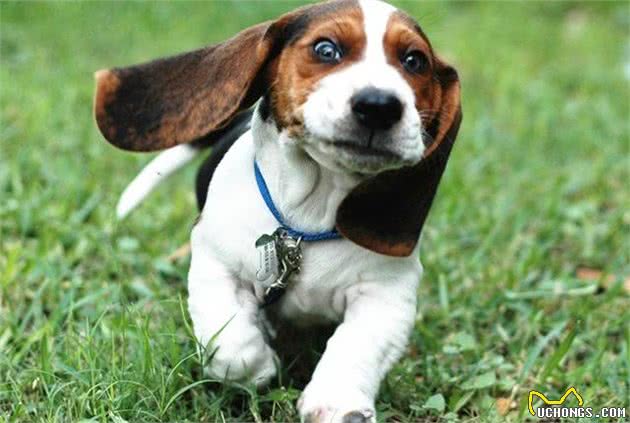 史努比究竟是什么狗？让萌犬君告诉你这个世界之谜的答案吧！