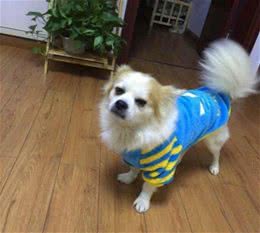 狗狗几天不吃不喝主人并没在乎现在却再也见不到它了